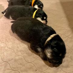 Finnish Lapphund Puppies from Akasha Wind