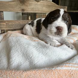 Virginia - Liver and white female English Springer Spaniel puppy in Wilmer, Alabama from South Delta Springers