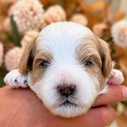 Max - Blenheim male Cavapoo puppy in Yuciapa, California from AlltheDoodlez_