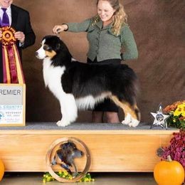 Scout - Australian Shepherd