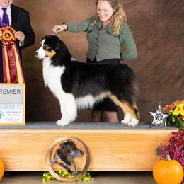 Scout - Australian Shepherd