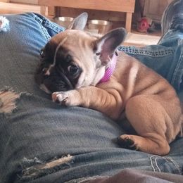 French Bulldog Puppies from Ohio Valley Frenchies