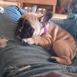French Bulldog Puppies from Ohio Valley Frenchies