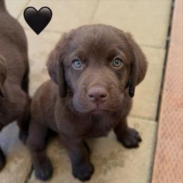 Black Collar - Black male Labrador Retriever puppy in Somerset, California from Cantina Labs and Cavs