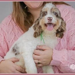 Elle - Merle female Cockapoo puppy in Connersville, Indiana from Deaz Doodle Ranch