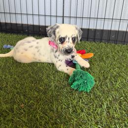 Annie - long coat - White and black female Dalmatian puppy in Sedalia, Missouri from Missouri Dalmatians