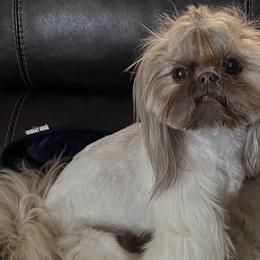 Shih Tzus from All Star Shih Tzu