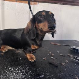 Attacks - Black and tan female Dachshund puppy in Hazlehurst, Georgia from DrakeFire Dachshunds