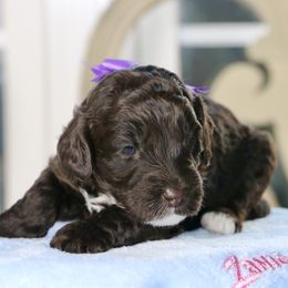 Purple  Chocolate female - Chocolate female Australian Labradoodle puppy in Milton, North Carolina from Good Day Doodles