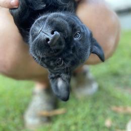 Labrador Retriever Puppies from The Homestead at Little Creek