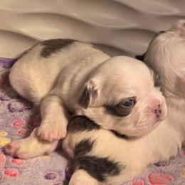 Hermione Granger - White female French Bulldog puppy in Franklinton, North Carolina from Sweet Carolina Kennel