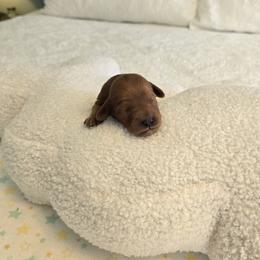Cherry - Red  female Goldendoodle puppy in Floyd, Virginia from Hearts and Paws Poodles and Doodles