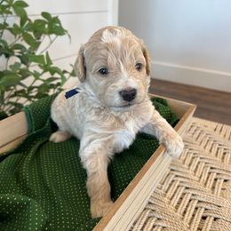Smee - Gold male Bordoodle puppy in Valley Center, California from Circle R Valley Bordoodls