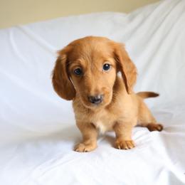 Beau - Fawn (Isabella) male Dachshund puppy in Fredericksburg, Ohio from William's Dachshunds