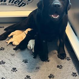 Green Collar - Yellow male Labrador Retriever puppy in Buckeye, Arizona from Foothills Labrador Retrievers