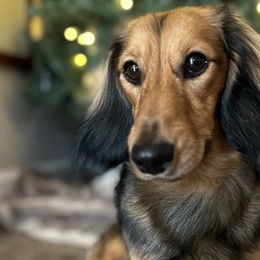 Dachshunds from Kismet Doxies
