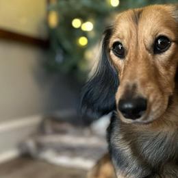 Dachshunds from Kismet Doxies