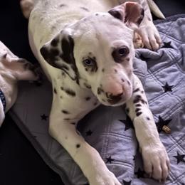 Lilo - White and liver brown female Dalmatian puppy in Hastings, Florida from Love My Spotty Dalmatians