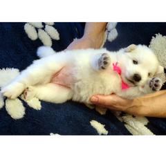 PINK - Claude MONET - White female American Eskimo Dog puppy in Redlands, Ca, Usa, California from Tribe of Aryelle