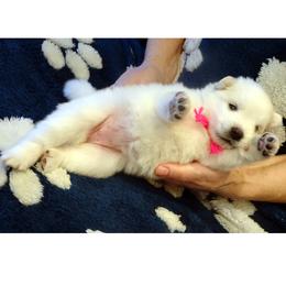 PINK - Claude MONET - White female American Eskimo Dog puppy in Redlands, Ca, Usa, California from Tribe of Aryelle