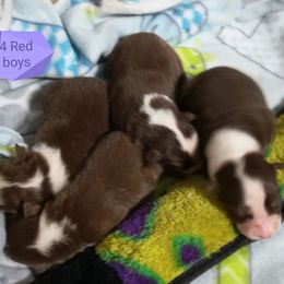 Australian Shepherd Puppies from Soundtrack Farms