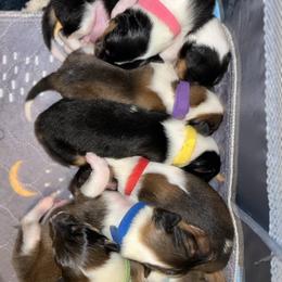 Collie Puppies from Jolly Collies