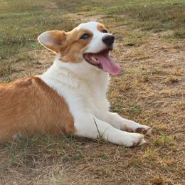 American Corgis and Pembroke Welsh Corgis from Cold Creek Family Farm LLC