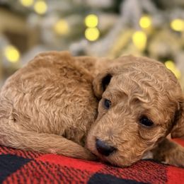 Chip - Apricot male Goldendoodle puppy in Macclenny, Florida from Baker County Goldendoodles