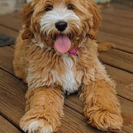 Goldendoodle and Poodle Puppies from Gorgeous Goldendoodles