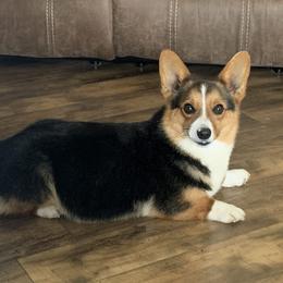 Lue Lue - Pembroke Welsh Corgi