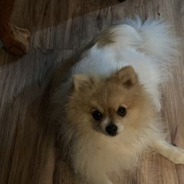 Kazzy - Pomeranian