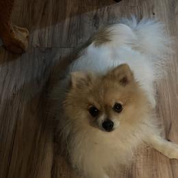 Kazzy - Pomeranian