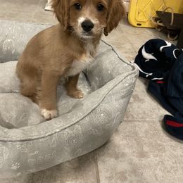 Cockapoo Puppies from Misha’s Miracles