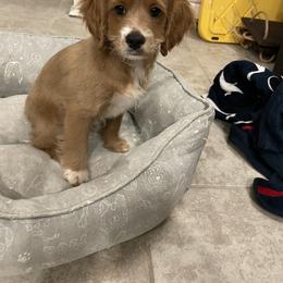 Cockapoo Puppies from Misha’s Miracles