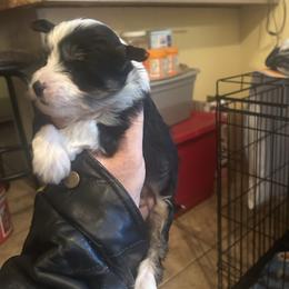 Powderpuff - Black and white female Chinese Crested puppy in Agricola, Mississippi from Xiao Lin Chinese Cresteds
