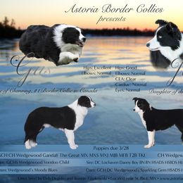 Border Collie Puppies from Astoria Canines