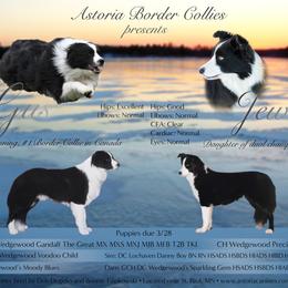 Border Collie Puppies from Astoria Canines