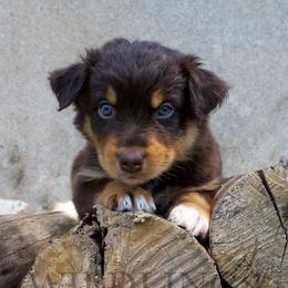 Squirrel- Brown Collar- NBT - Red tri-color male Australian Shepherd puppy in Newport, Rhode Island from Wildlings Australian Shepherds