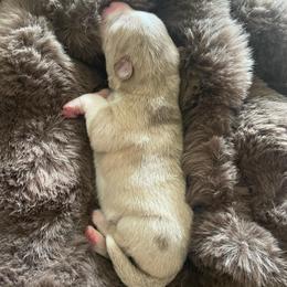 Mink - Merle female Pomsky puppy in Greenville, South Carolina from Thicketty Mountain Pomskies