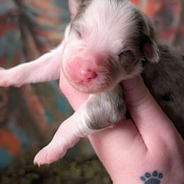 Regina - Blue merle female Australian Shepherd puppy in Georgetown, Texas from River Reign Australian Shepherds