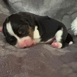 Pocket Beagle Wrangler - Black white and tan male Beagle puppy in Gentry, Arkansas from HC Puppy Ranch