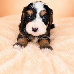 Banner - Tri-color male Bernedoodle puppy in Smiths Station, Alabama from Peach & Pawmetto Bernedoodles