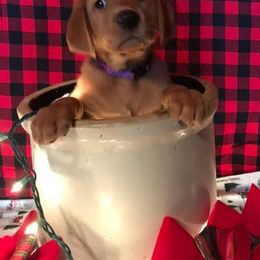 Labrador Retriever Puppies from Mountain Top View Fox Red Labs