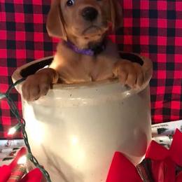 Labrador Retriever Puppies from Mountain Top View Fox Red Labs
