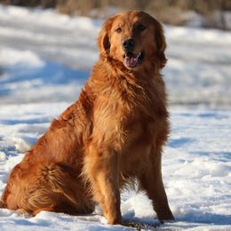 Yogi - Golden Retriever