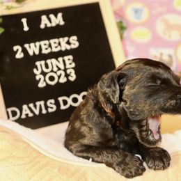 Goldendoodle Puppies from Davis Doodles