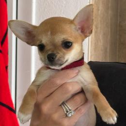 Audie - Fawn female Chihuahua puppy in Spring Hill, Florida from Stardom Chihuahuas & CKCS