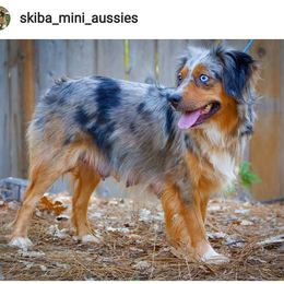 Laila - Miniature Australian Shepherd