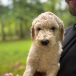 River - Cream male Poodle puppy in Osyka, Mississippi from Southern Sunshine Standards