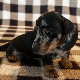 Dapple Boy - Dapple male Dachshund puppy in Giddings, Texas from Big Dream Acres